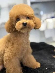 Poodle Toy - Woody (teacup/toy)