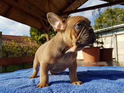 French Bulldog - Cuki!