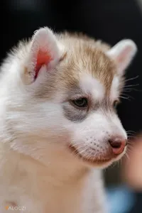 Siberian Husky - Saint Michael Island Szibériai Husky Kennel