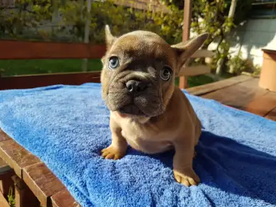 French Bulldog - Cuki!