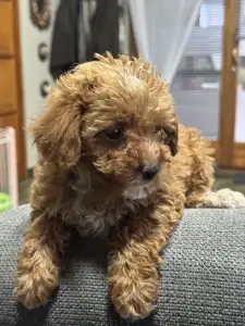 Cavapoo - Natasa