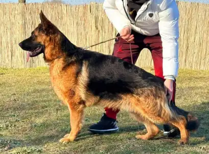 German Shepherd Dog - Argo Vom Wojwodina Hof