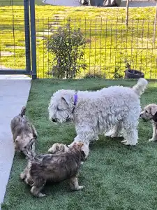 Irish Soft Coated Wheaten Terrier - In Wheaten Home 