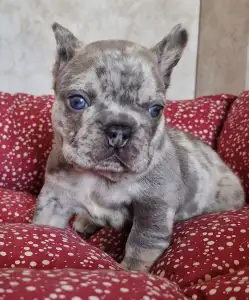 French Bulldog - French Bulldog Lilac Merle Tan Boy