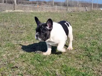 French Bulldog - Imobile