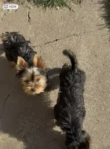 Yorkshire Terrier - Abigél