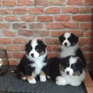 Miniature American Shepherd - Of St. Groth