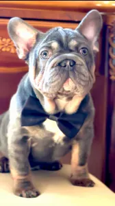 French Bulldog - Steel Wing Bullz Orion