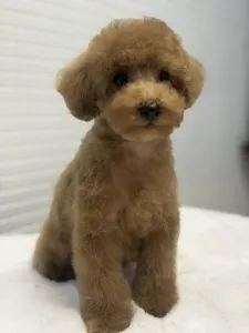 Poodle Toy - Toby