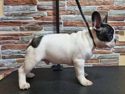 French Bulldog - Ibrahimovic