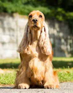 English Cocker Spaniel - La Scale Kennel