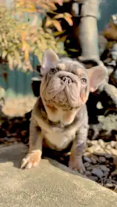 French Bulldog - Steel Wing Bullz Nolan