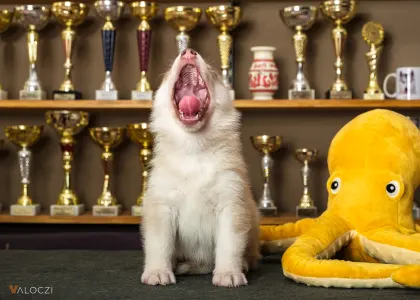 Siberian Husky - Saint Michael Island Szibériai Husky Kennel