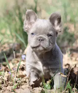 French Bulldog - Ubul