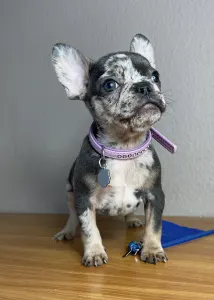 French Bulldog - Anna 