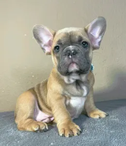 French Bulldog - Harry