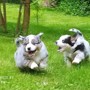 Miniature American Shepherd - Of St. Groth