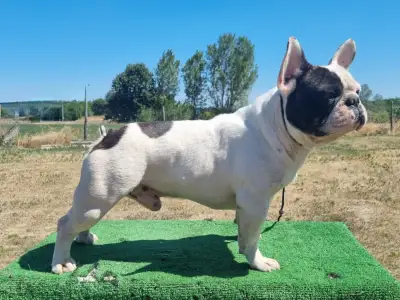 French Bulldog - Falco 