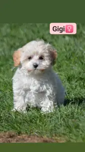 Maltipoo - Gigi