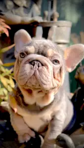 French Bulldog - Steel Wing Bullz Nolan