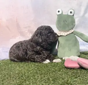 Romagna Water Dog - Curly Stars Of Dreams Vibe Spirit 