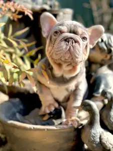 French Bulldog - Steel Wing Bullz Nolan