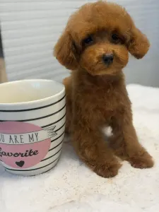 Poodle Toy - Vanda ( Toy/teacup)