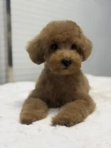 Poodle Toy - Toby