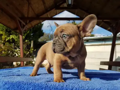 French Bulldog - Cuki!