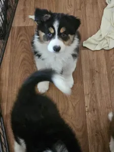 Border Collie - Mallorca