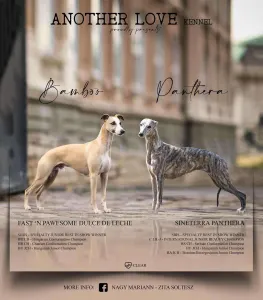 Australian Shepherd - Another Love