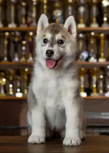 Siberian Husky - Saint Michael Island The Winner Takes It All