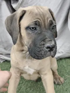 Cane Corso Italiano - Bust