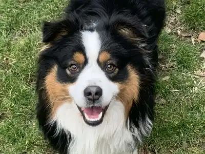 Miniature American Shepherd - Of St. Groth