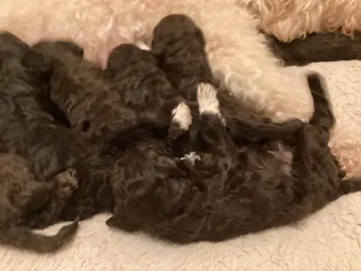 Romagna Water Dog - Boróka A Wuuff Segítségével Gazdira Talált