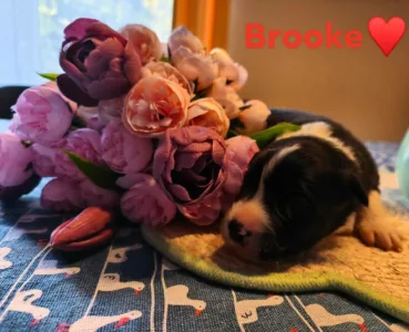Border Collie - Brooke