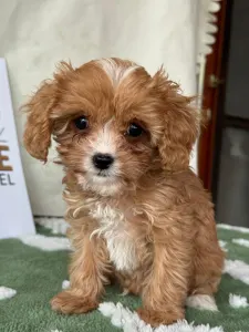 Cavapoo - Nara