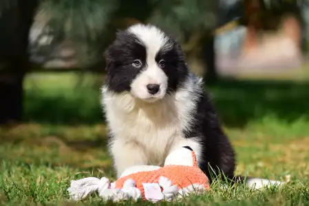 Border Collie - Herdwick Baron