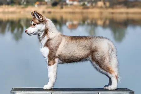 Siberian Husky - Saint Michael Island Whos The Drama Queen 