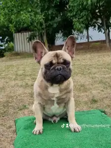 French Bulldog - Sancho