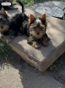 Yorkshire Terrier - Abigél