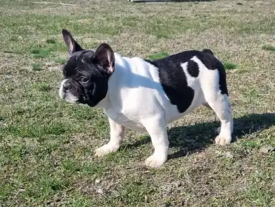 French Bulldog - Imobile