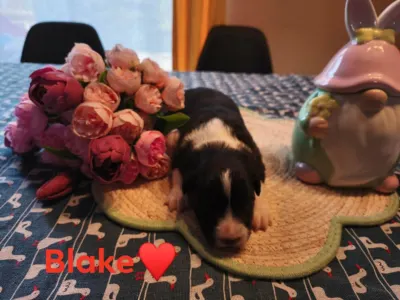 Border Collie - Blake