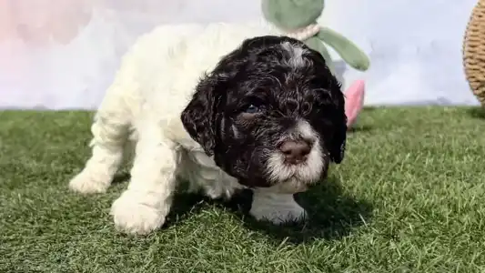 Romagna Water Dog - Curly Stars Of Dreams Swing Delight