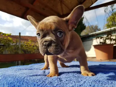 French Bulldog - Cuki!
