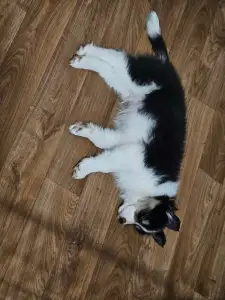 Border Collie - Cayman