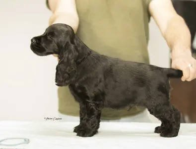 English Cocker Spaniel - La Scale Kennel