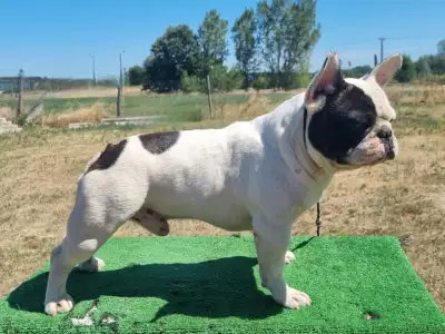 French Bulldog - Falco 
