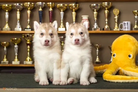 Siberian Husky - Saint Michael Island Szibériai Husky Kennel