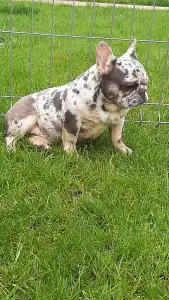 French Bulldog - Available